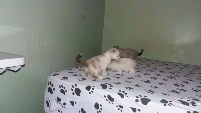 Gato ra a  idade Abaixo de 2 meses nome Any