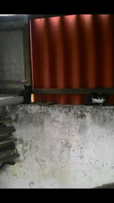 Gato ra a  idade 2 a 6 meses nome Gatinhos