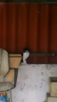 Gatinhos