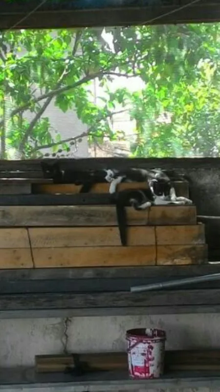Gato ra a  idade 2 a 6 meses nome Gatinhos
