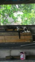 Gatinhos
