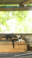 Gatinhos