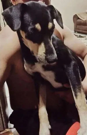 Cachorro raça Vira Lata idade 1 ano nome Atena