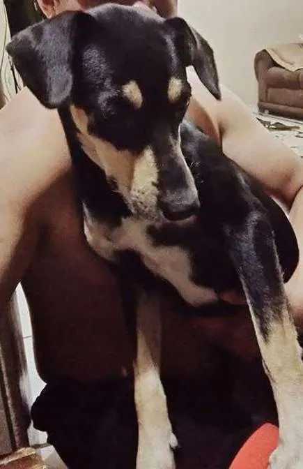 Cachorro ra a Vira Lata idade 1 ano nome Atena