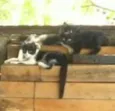 Gatinhos