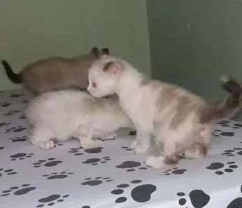 Gato ra a  idade Abaixo de 2 meses nome Any