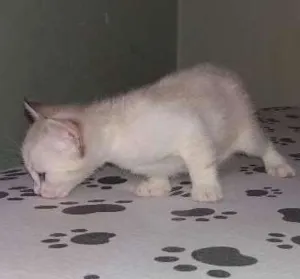 Gato raça  idade Abaixo de 2 meses nome Mary