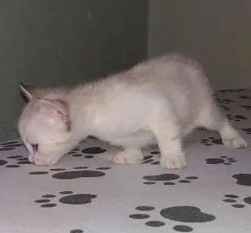 Gato ra a  idade Abaixo de 2 meses nome Mary