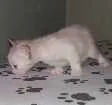 Gato raça  idade Abaixo de 2 meses nome Mary