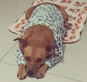 Cachorro raça SRD idade 2 anos nome Mel