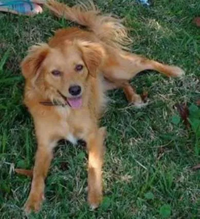 Cachorro ra a mestiça idade 1 ano nome Haru