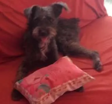 Cachorro raça fox com poodle idade 7 a 11 meses nome CHAY