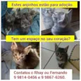 GATINHOS