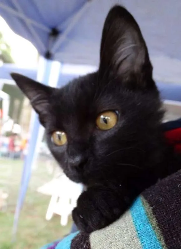 Gato ra a SRD idade 2 a 6 meses nome Muffin