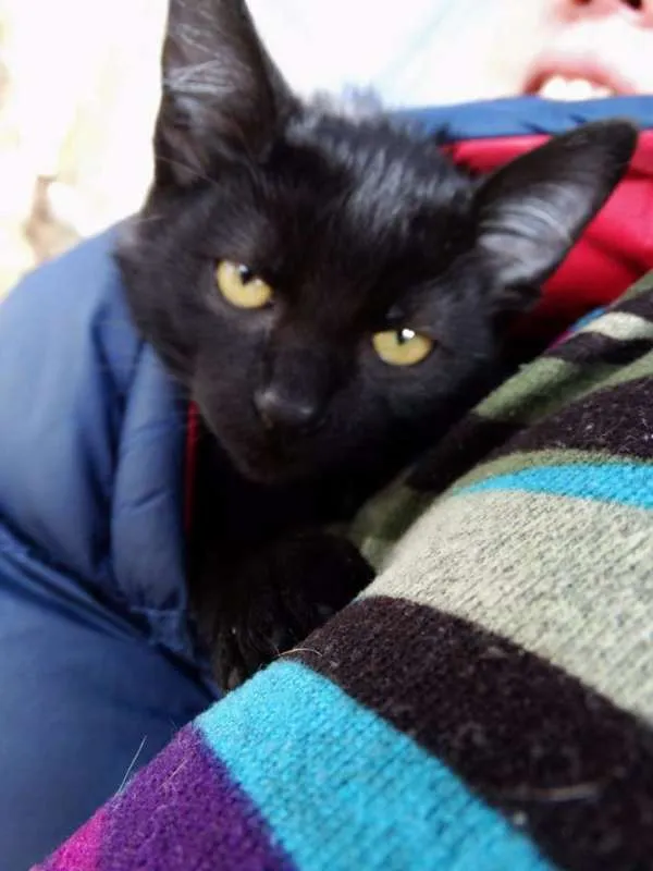 Gato ra a SRD idade 2 a 6 meses nome Muffin