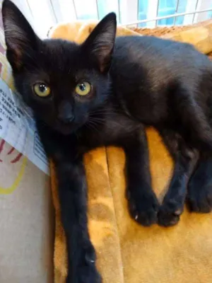 Gato raça SRD idade 2 a 6 meses nome Muffin