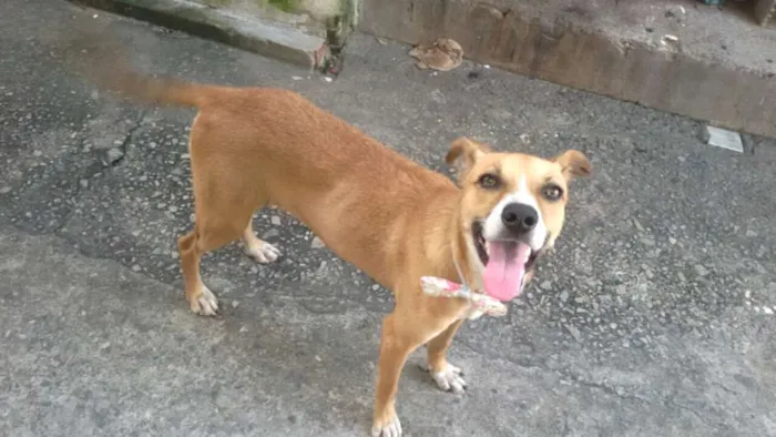 Cachorro ra a Srd idade 1 ano nome Sorriso