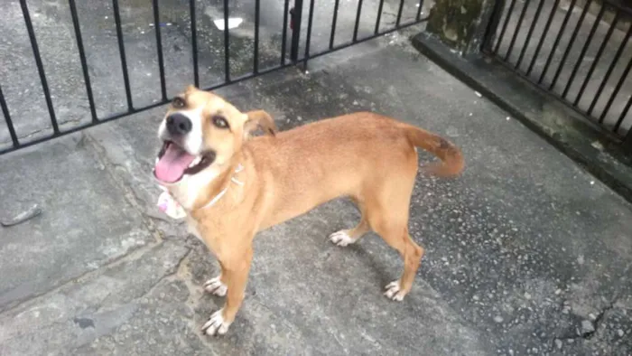 Cachorro ra a Srd idade 1 ano nome Sorriso