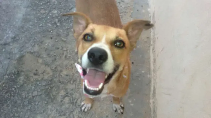 Cachorro ra a Srd idade 1 ano nome Sorriso