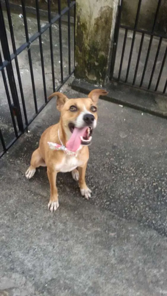 Cachorro ra a Srd idade 1 ano nome Sorriso