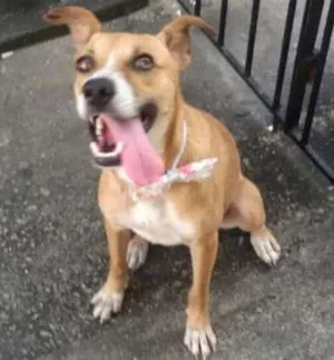 Cachorro raça Srd idade 1 ano nome Sorriso