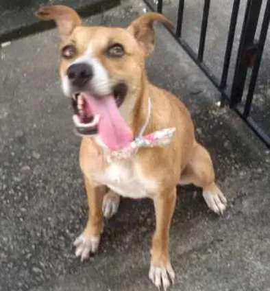 Cachorro ra a Srd idade 1 ano nome Sorriso