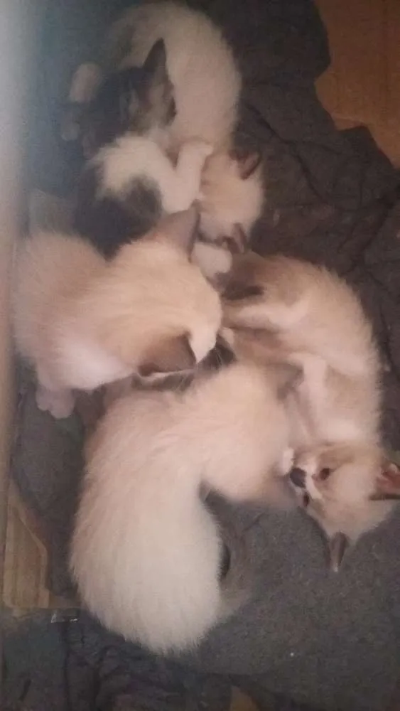 Gato ra a Vira lata idade Abaixo de 2 meses nome Gatinhos