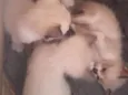 Gatinhos