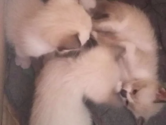 Gato ra a Vira lata idade Abaixo de 2 meses nome Gatinhos