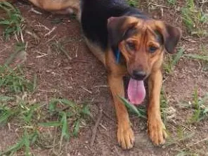 Cachorro ra a Virá lata idade 1 ano nome Thor