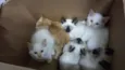 Gatinhos