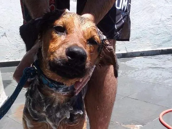 Cachorro ra a Virá lata idade 1 ano nome Thor