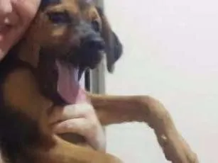 Cachorro ra a Virá lata idade 1 ano nome Thor