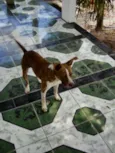 Tubarão