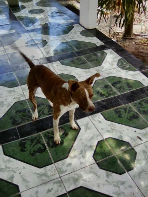 Cachorro raça Vira lata idade 2 anos nome Tubarão