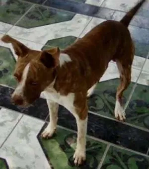 Cachorro raça Vira lata idade 2 anos nome Tubarão