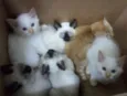 Gatinhos