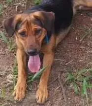 Cachorro raça Virá lata idade 1 ano nome Thor