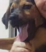 Cachorro ra a Virá lata idade 1 ano nome Thor