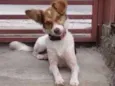Calu