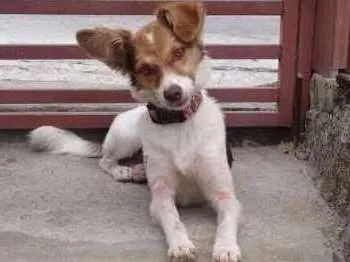 Cachorro ra a Sem raça definida idade 7 a 11 meses nome Calu