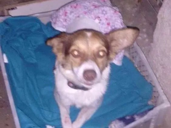 Cachorro ra a Sem raça definida idade 7 a 11 meses nome Calu