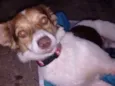 Calu