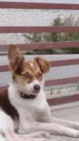 Calu