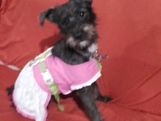 Cachorro raça fox com poodle idade 7 a 11 meses nome CHAY