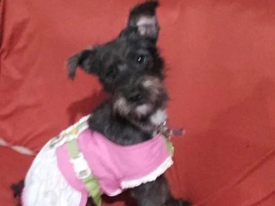 Cachorro raça fox com poodle idade 7 a 11 meses nome CHAY