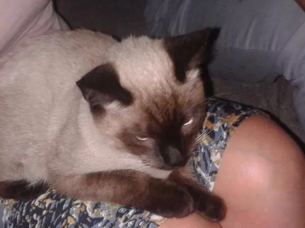 Gato ra a Siamês idade 1 ano nome Sem nome