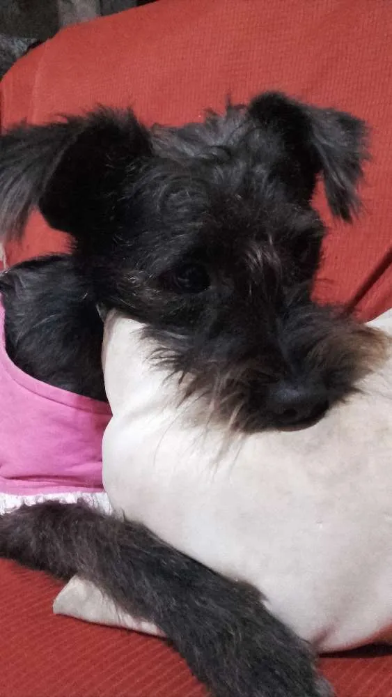Cachorro raça fox com poodle idade 7 a 11 meses nome CHAY