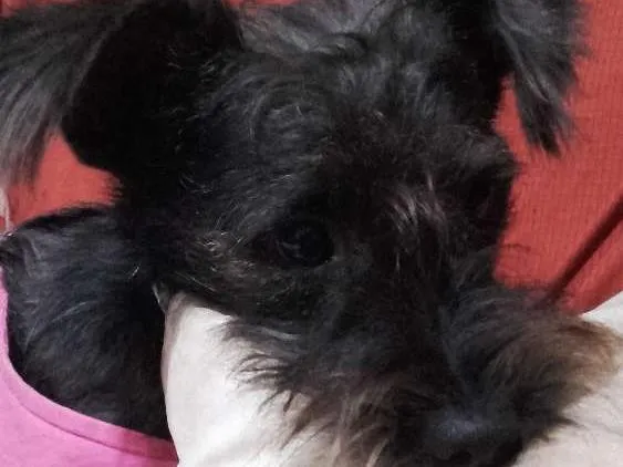 Cachorro raça fox com poodle idade 7 a 11 meses nome CHAY