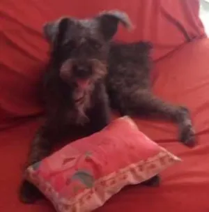 Cachorro raça fox com poodle idade 7 a 11 meses nome CHAY